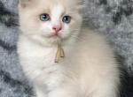 Diego Houck - Ragdoll Kitten For Sale - Columbia&comma; MD&comma; US