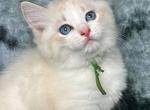 Basil da Silva - Ragdoll Kitten For Sale - Columbia&comma; MD&comma; US