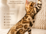 Carmen - Bengal Kitten For Sale - Wellesley&comma; MA&comma; US