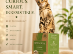 Romeo - Bengal Kitten For Sale - 