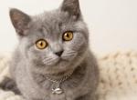 Sally - British Shorthair Kitten For Sale - IL&comma; US