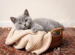Sally - British Shorthair Kitten For Sale - IL&comma; US