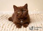 Lucy - British Shorthair Kitten For Sale - IL&comma; US
