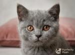 Linus - British Shorthair Kitten For Sale - IL&comma; US