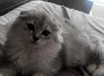 Silver moon - Scottish Fold Kitten For Sale - 
