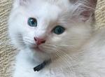 Indigo Kidane - Ragdoll Kitten For Sale - Columbia&comma; MD&comma; US