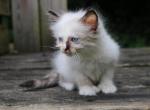 Dax Polydactly - Ragdoll Kitten For Sale - La Porte&comma; IN&comma; US