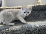 June - Scottish Straight Kitten For Sale - 