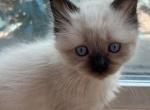 Seal point female ragdoll kats ravishing ragdolls - Ragdoll Kitten For Sale - Lancaster&comma; PA&comma; US