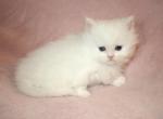 White Persian Female Persian Kitten - Persian Kitten For Sale - 