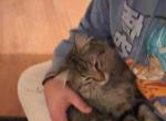 Talking Thomas - Domestic Cat For Adoption - Mount Olive&comma; IL&comma; US