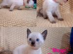 Mango - Siamese Kitten For Sale - 