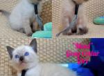 Maui - Siamese Kitten For Sale - Lenoir&comma; NC&comma; US