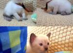Shrimp - Siamese Kitten For Sale - 