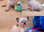 Nemo - Siamese Kitten For Sale - Lenoir&comma; NC&comma; US