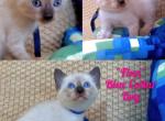 Finn - Siamese Kitten For Sale - Lenoir&comma; NC&comma; US