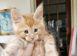 Red Maine Coon kittens - Maine Coon Kitten For Sale - MI&comma; US