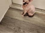 Sphynx - Sphynx Kitten For Sale - Reading&comma; PA&comma; US