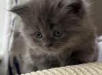 Pearl - Persian Kitten For Sale - Cleveland&comma; OH&comma; US
