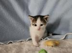 Rebel - Ragdoll Kitten For Sale - 