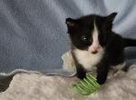 Onyx - Ragdoll Kitten For Sale - 