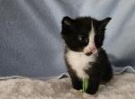 Onyx - Ragdoll Kitten For Sale - 