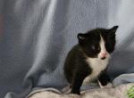 Onyx2 - Ragdoll Kitten For Sale - Overland Park&comma; KS&comma; US