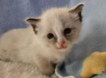 Wyatt - Ragdoll Kitten For Sale - Overland Park&comma; KS&comma; US