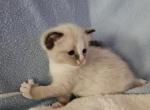 Wyatt - Ragdoll Kitten For Sale - Overland Park&comma; KS&comma; US