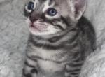 Vet med - Bengal Kitten For Sale - 