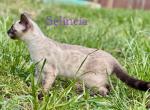 Vet medicine - Bengal Cat For Sale - 