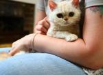 Romeo - Selkirk Rex Kitten For Sale - Simpsonville&comma; SC&comma; US