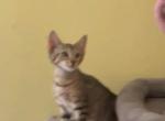 Goldie - Bengal Kitten For Sale - Lynwood&comma; CA&comma; US
