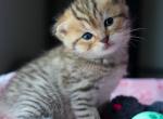 No name - British Shorthair Kitten For Sale - Hazelwood&comma; MO&comma; US