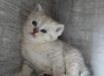 No name 2 - British Shorthair Kitten For Sale - 