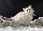 Joy - Siberian Kitten For Sale - Prospect Heights&comma; IL&comma; US