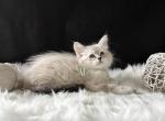 Jasmine - Siberian Kitten For Sale - Prospect Heights&comma; IL&comma; US
