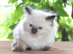 Family Raised Ragdoll Kittens Colorpoint Seal - Ragdoll Kitten For Sale - Haines City&comma; FL&comma; US