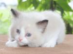 Family Raised Ragdoll Kitten Bicolor Seal Point - Ragdoll Kitten For Sale - Haines City&comma; FL&comma; US