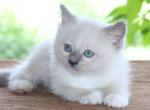Ragdoll Kitten Blue Lilac Female Mitted TICA - Ragdoll Kitten For Sale - Haines City&comma; FL&comma; US