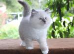 Ragdoll Kitten Luna Blue Lilac Female Mitted - Ragdoll Kitten For Sale - 