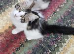 Maine coon kitten female - Maine Coon Kitten For Sale - Chickamauga&comma; GA&comma; US