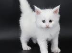 Emperor - Maine Coon Kitten For Sale - Champaign&comma; IL&comma; US