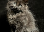 Atreus - Ragdoll Kitten For Sale - CA&comma; US