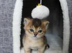 No name 3 - British Shorthair Kitten For Sale - 