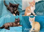 Kittens looking for a home - Domestic Kitten For Sale - Rialto&comma; CA&comma; US