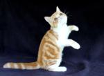 Exotic Shorthair Persian Kittens - Persian Kitten For Sale - Williamsburg&comma; VA&comma; US