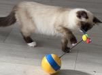 Lovely super active Soffy - Ragdoll Kitten For Adoption - Auburn&comma; WA&comma; US