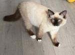 Lovely super active Soffy - Ragdoll Kitten For Adoption - Auburn&comma; WA&comma; US