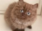 Chocolate British Longhair Female - British Shorthair Kitten For Sale - Aliso Viejo&comma; CA&comma; US